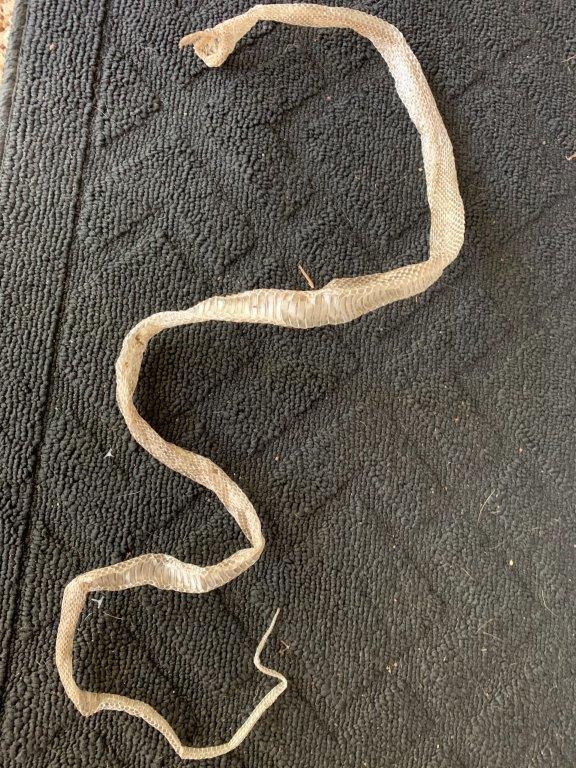 Gainesville snake skin