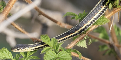 Gainesville snake
